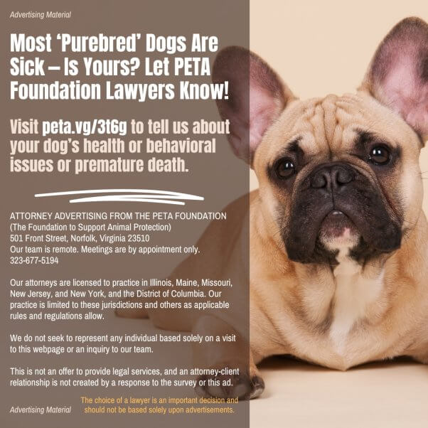 pure bred dog survey
