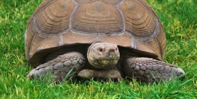 A tortoise in the grass