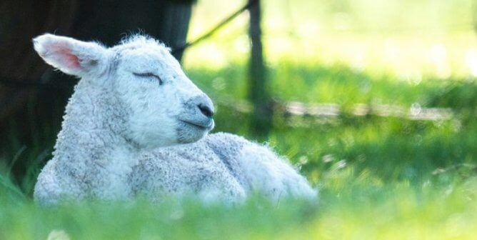 Sleeping lamb
