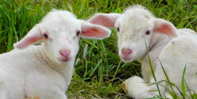 Two resting lambs looking at the camera