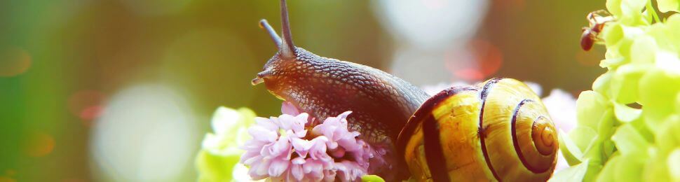 A yellow snail eating flowers