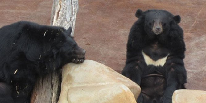 Two bears in a concrete enclosure