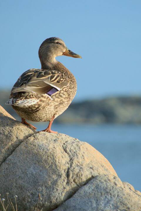 A mallard duck looking out at a pond