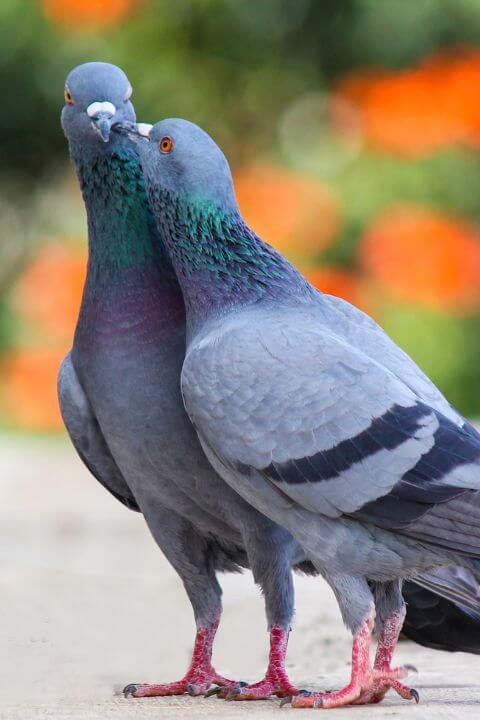 Two pigeons