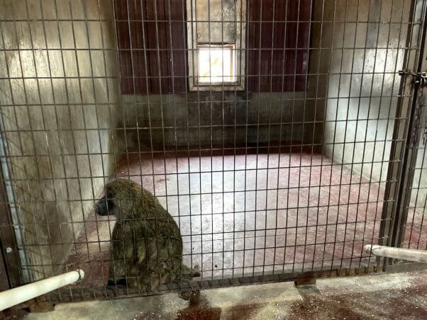 Baboon in an empty concrete cage