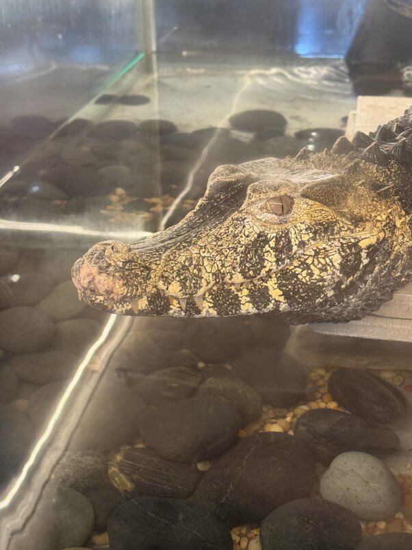 A close up of a captive caiman's face with what looks like scarring on her nose