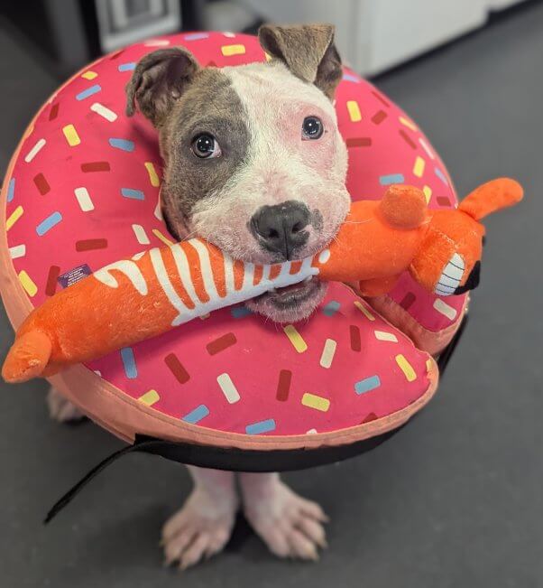 cameron adoptable dog chewing on a toy and has a donut plushy around his neck