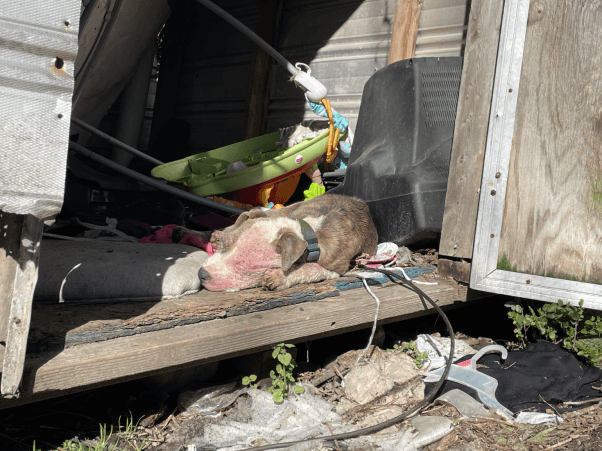 sick dog found in a pile of garbage
