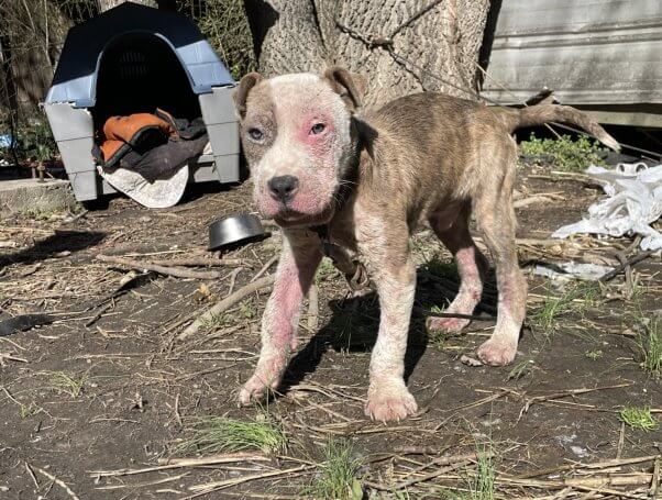 white and grey puppy filthy and malnourished