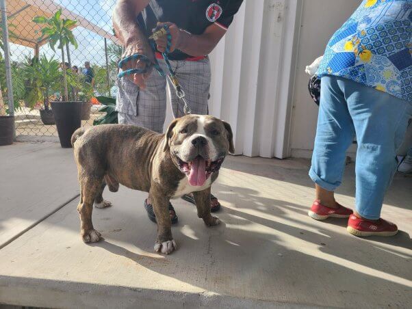dominic dog cancun spay/neuter clinic