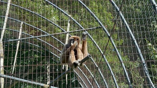 A gibbon sucking their thumb in a cage
