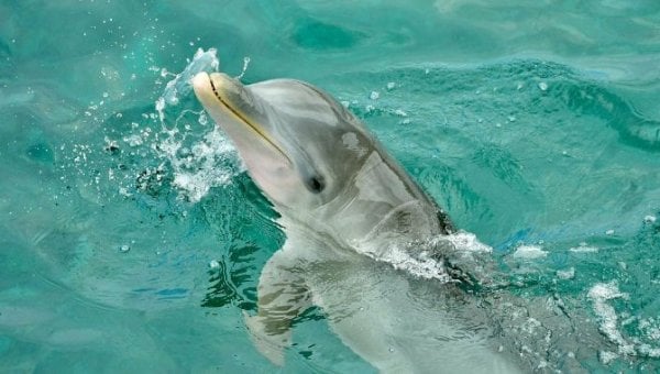 A bottlenose dolphin looking up at the viewer