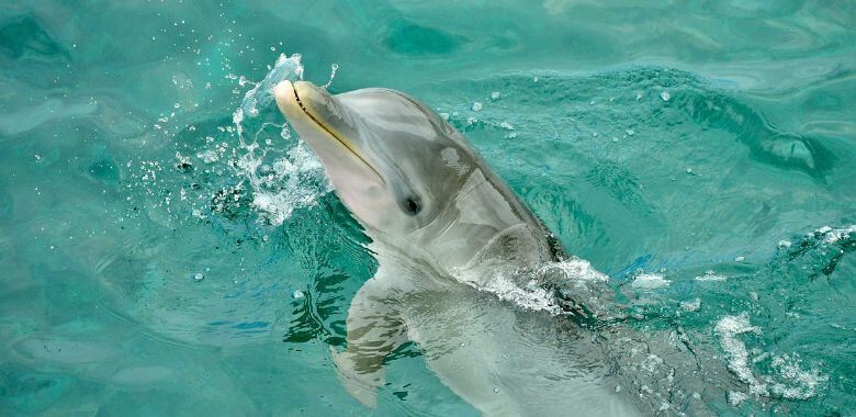 Sanctuaries Don’t Breed Animals: Dolphin Research Center Hit With FTC Complaint