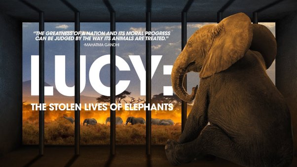 lucy: the stolen lives of elephants poster