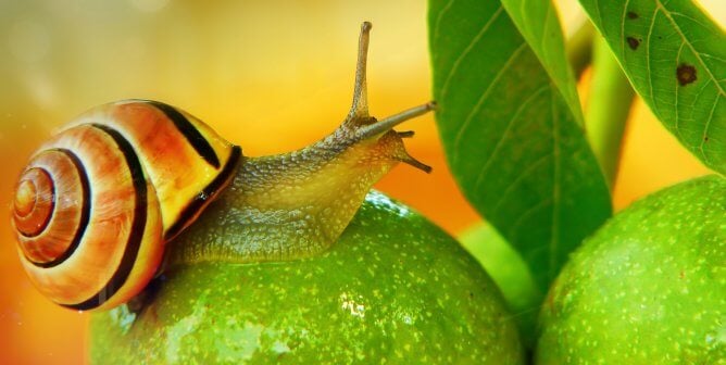 An orange snail on a fruit