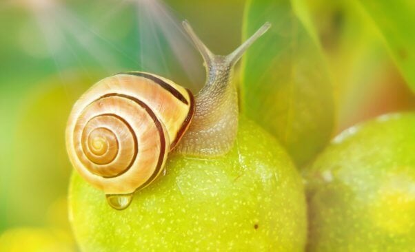 A yellow snail on a green fruit