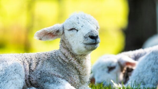 A lamb dozing in a field