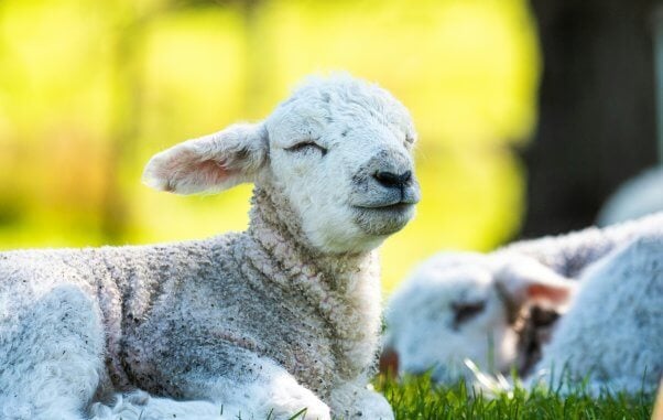 A lamb dozing in a field