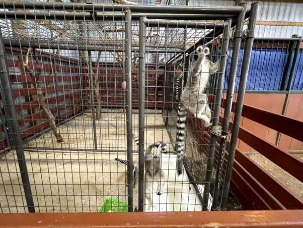 Lemurs in a tiny barren cage