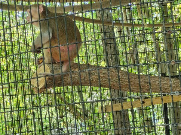 A macaque with a skin issue in a cage