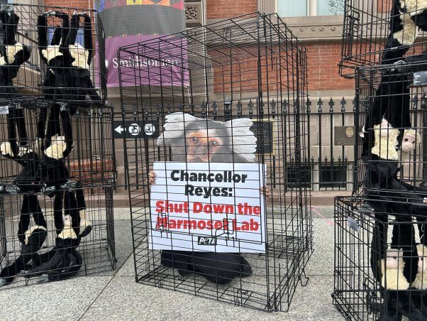 A demonstrator in a marmoset mask holding up a sign reading Chancellor Reyes: Shut Down the Marmoset Lab
