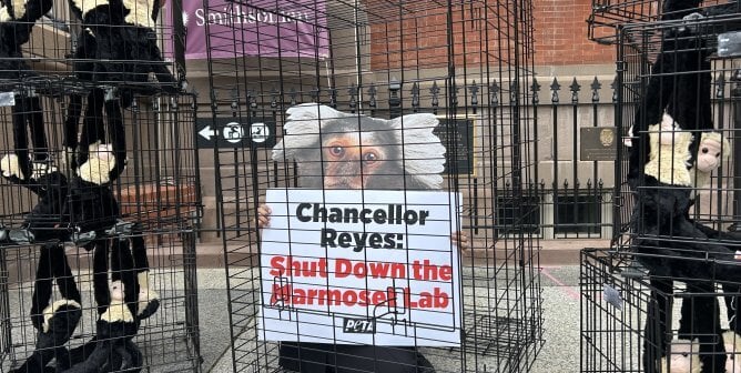 A demonstrator in a marmoset mask holding up a sign reading Chancellor Reyes: Shut Down the Marmoset Lab