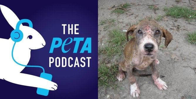 PETA podcast logo with picture of stray dog