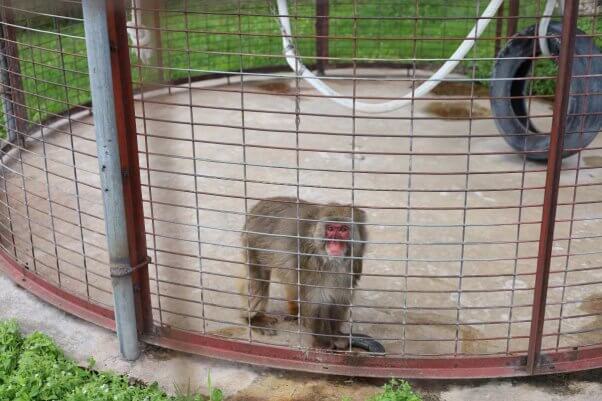 Snow monkey in a roadside zoo cage