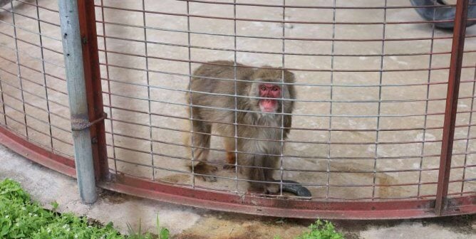 Snow monkey in a roadside zoo cage