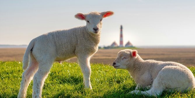 Two lambs in a field