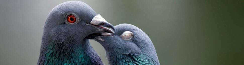 two pigeons kissing