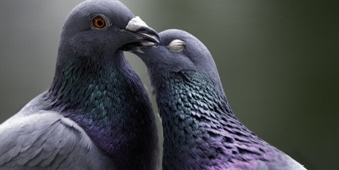 two pigeons kissing