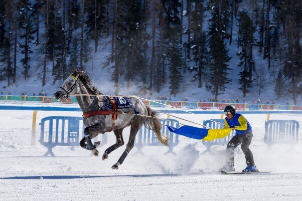 skijoring with a horse