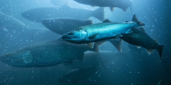 wild salmon migrating