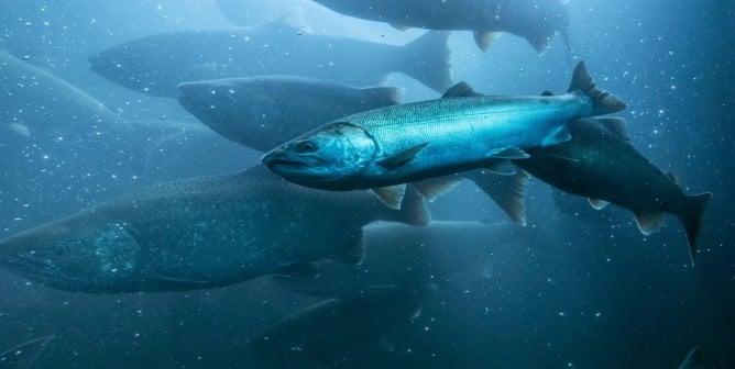 wild salmon migrating