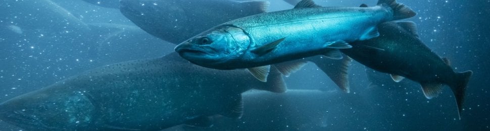 wild salmon migrating