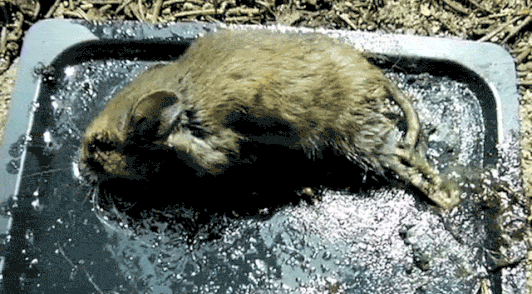 mouse caught on glue trap