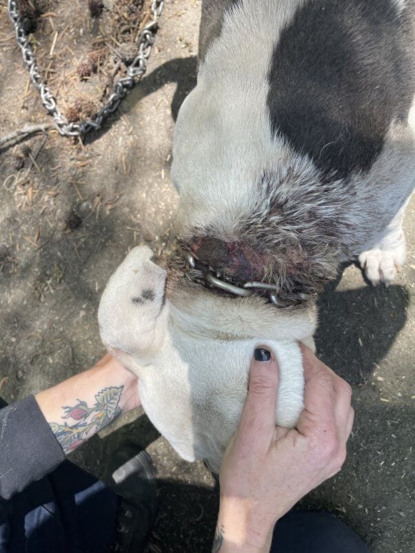 Someone holds the dog's head, showing the wounds around his neck sustained from a chain