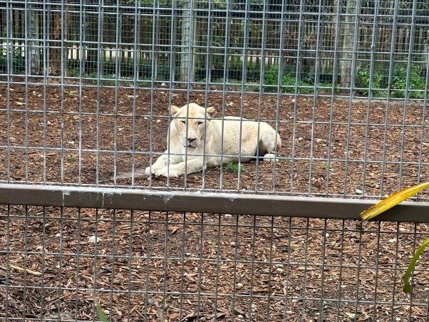 White lioness at ZWF