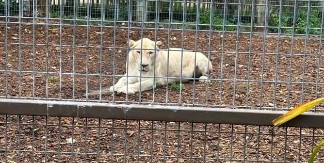 White lioness at ZWF