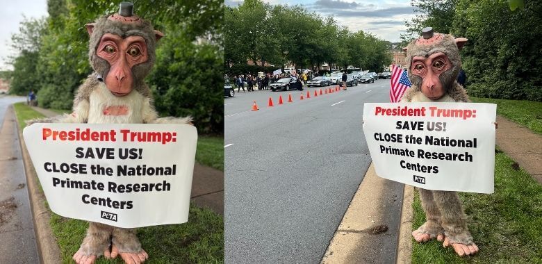 Beamish, a mascot costume, holding a sign reading "President Trump: Save us! Close the National Primate Research Centers"