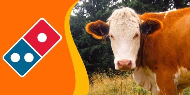 The Domino's logo next to a cow