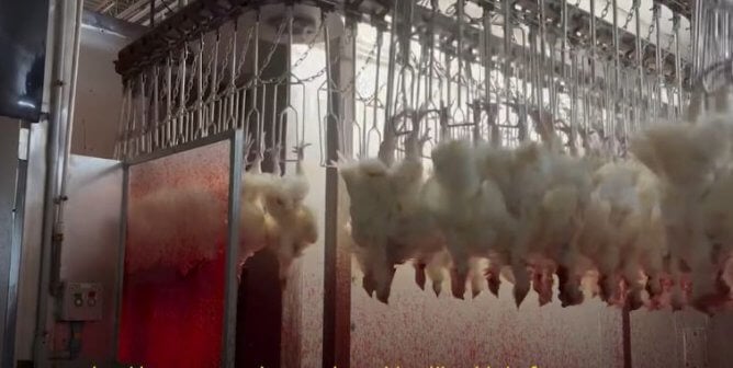 Chickens on a blood-stained conveyor track