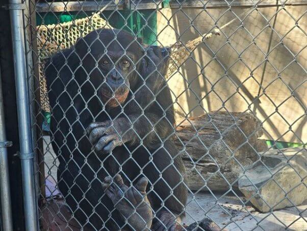 George, a chimpanzee help ad West Coast Game Park Safari