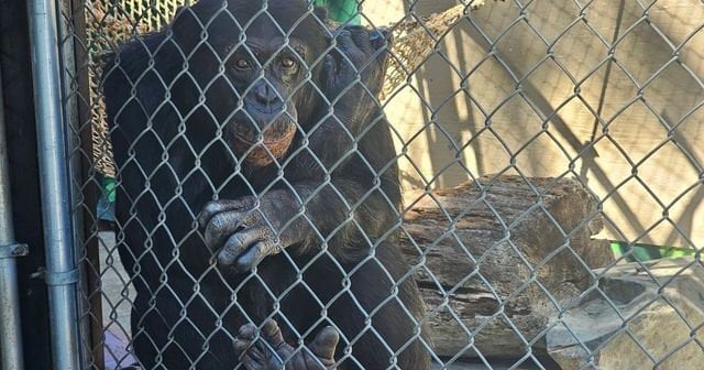 George, a chimpanzee help ad West Coast Game Park Safari