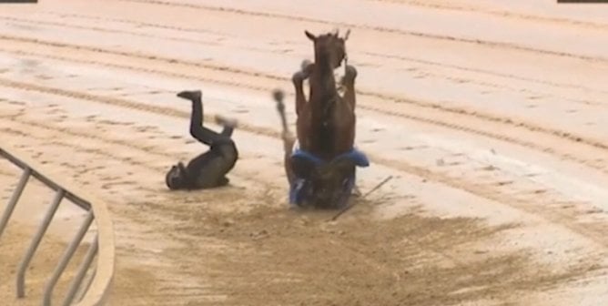 A horse on the ground