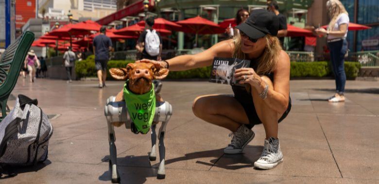 A person petting Charli, a small robot calf