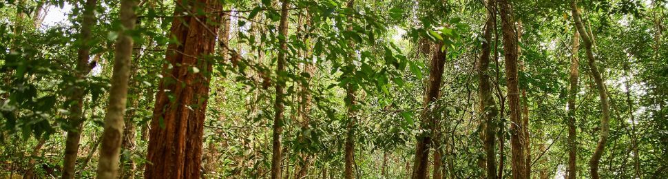 A forest in Vietnam