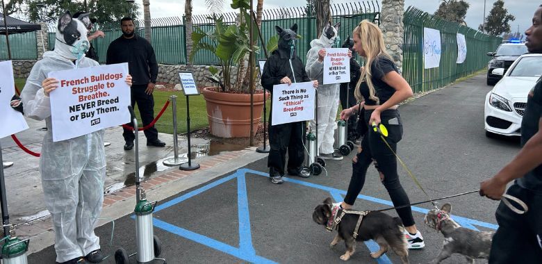 A person leading two french bulldogs into building flanked by PETA demonstrators