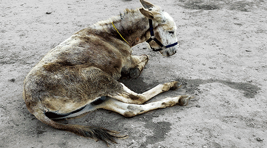 injured donkey with the words please help me